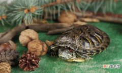 乌龟的习性及喂食方法 乌龟吃啥家常食物