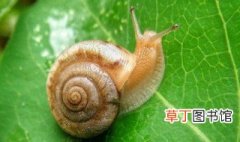 蜗牛有什么特点 蜗牛的特点简单介绍