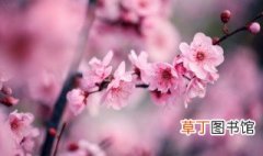 南京市花是什么 什么花是南京市花