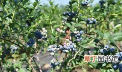 蓝莓种植 蓝莓种植方法是什么