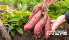 红薯超高产秘方 红薯促控方法介绍