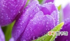 紫色郁金香的花语 紫色郁金香的花语介绍