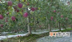 苹果树种植方法及过程 苹果树的种植与管理的步骤与方法