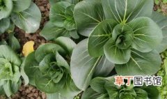 上海青种植方法 关于上海青种植方法