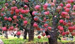 苹果树花后病虫害防治要点 苹果开花期是几月份