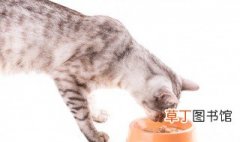 如何自制猫粮 推荐两款随手可得的猫粮食谱