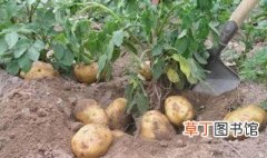 土豆的种植过程4个步骤 土豆如何种植