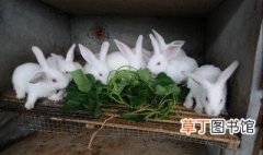 散养肉兔养殖技术 散养肉兔养殖方法