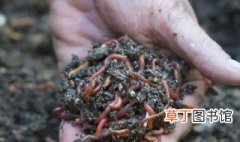 养殖技术蚯蚓 关于蚯蚓的养殖技术