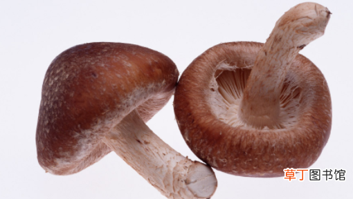 干香菇的5种保存方法 香菇是凉性还是热性