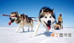 阿拉斯加犬有几种 阿拉斯加雪橇犬简介