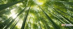 竹子的寓意及用途 介绍