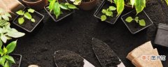 盆栽蔬菜的土壤怎么配可以更高效