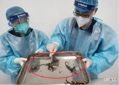 海关截获10只活体火蝾螈 火蝾螈是什么有什么危害