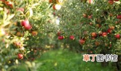 苹果盆栽的种植方法 苹果如何盆栽