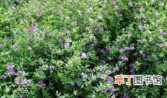 紫花苜蓿的种植方法 紫花苜蓿种植技术