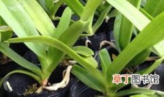 狐尾兰的种植方法 怎么种植虎尾兰