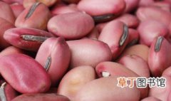 魔豆种子种植方法 魔豆家庭种植方法分享