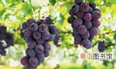 冰箱怎么储存葡萄 葡萄可以保存多久