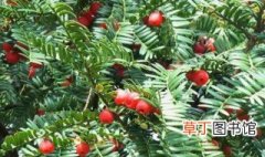 美国红豆杉的养殖方法 美国红豆杉的简介
