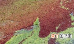 满江红属于蕨类植物还是藻类植物 满江红的简介