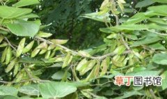 豆科植物特点是什么 豆科植物特点介绍