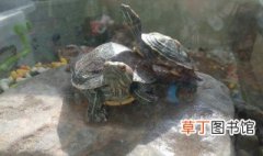 巴西龟冬眠时间 巴西龟简介