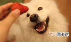 狗可以吃草莓吗 狗狗吃草莓有什么好处