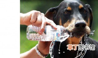 狗一天吃多少水 每天给狗狗喝水很重要