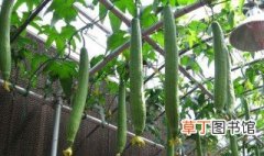 丝瓜的种植方法和时间 丝瓜的种植方法介绍