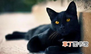 黑猫代表什么 黑猫代表什么象征意义