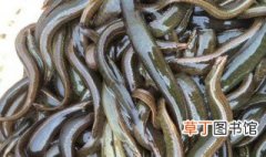泥鳅的养殖方法和利润 养殖泥鳅方法和利润