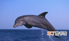 海豚代表什么寓意 海豚代表的寓意