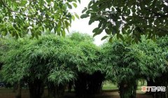 养佛肚竹枯萎的原因 佛肚竹的养殖方法和注意事项