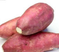 山芋之名由来解释 山芋是芋头还是红薯