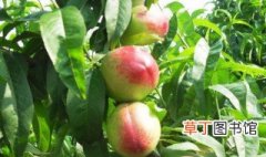 中油20号油桃品种介绍 果农种植品种了解