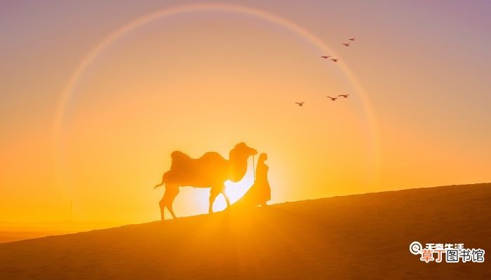 骆驼和马的故事告诉我们什么道理 骆驼和马告诉我们一个什么道理