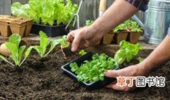 家庭种菜用什么肥料 种植蔬菜用什么肥料