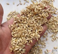 麦芽的功效及治疗解读 麦芽粉的功效与作用是什么