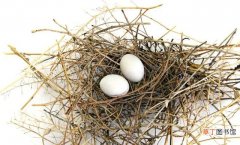 透明鸽蛋营养可能还更低 一个鸽子蛋顶几个鸡蛋