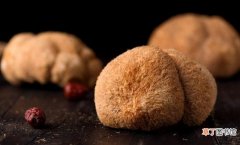 分享猴头菇2种最好吃的做法 猴头菇的食用方法有哪些