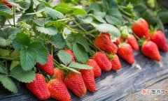 草莓定植及管理技术 草莓怎样种植和管理
