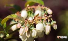 关于蓝莓的知识小科普 蓝莓是什么季节的水果