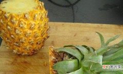 菠萝在家种植的方法 自己怎么种菠萝