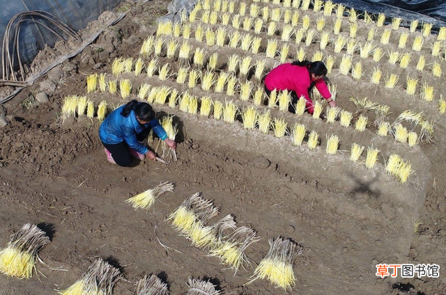 韭黄种植技巧和管理技术 韭黄怎么种植出来的