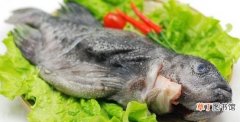食用石斑鱼的4个作用 石斑鱼的营养价值及作用