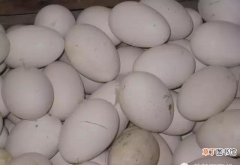 鹅蛋的功效与作用分享 鹅蛋的营养价值及功效