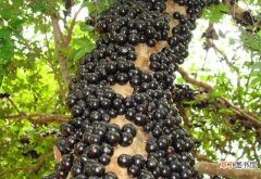 嘉宝果的营养价值 树葡萄的功效与作用