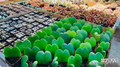 分享最便宜的绿植花卉批发市场 北京哪个花卉批发市场最全最便