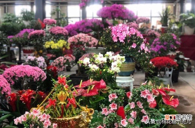 分享最便宜的绿植花卉批发市场 北京哪个花卉批发市场最全最便宜